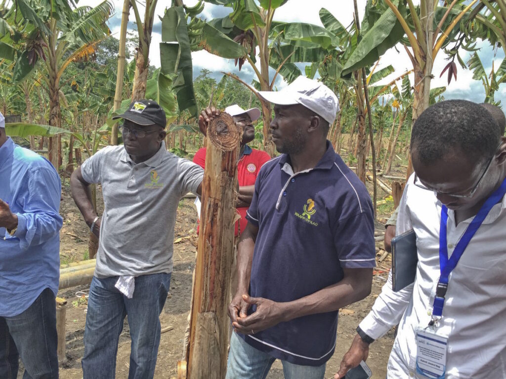 Albert Kangah (center) speaking with journalists about his plantain farm, Plantation Dougba. An example of the impact of agricultural transformation on small holder farmers.