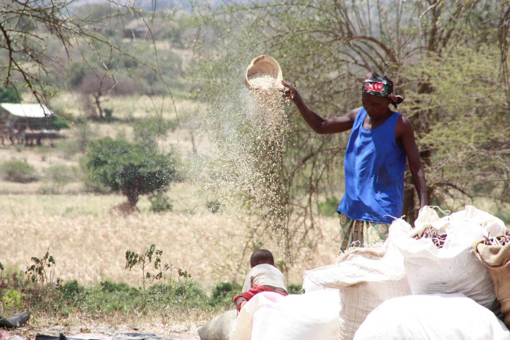 A farmer sifting grain in Makueni county, Kenya.