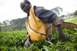 Agriculture data survey. Image of tea picker in Kitabi, Rwanda