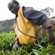 Agriculture data survey. Image of tea picker in Kitabi, Rwanda