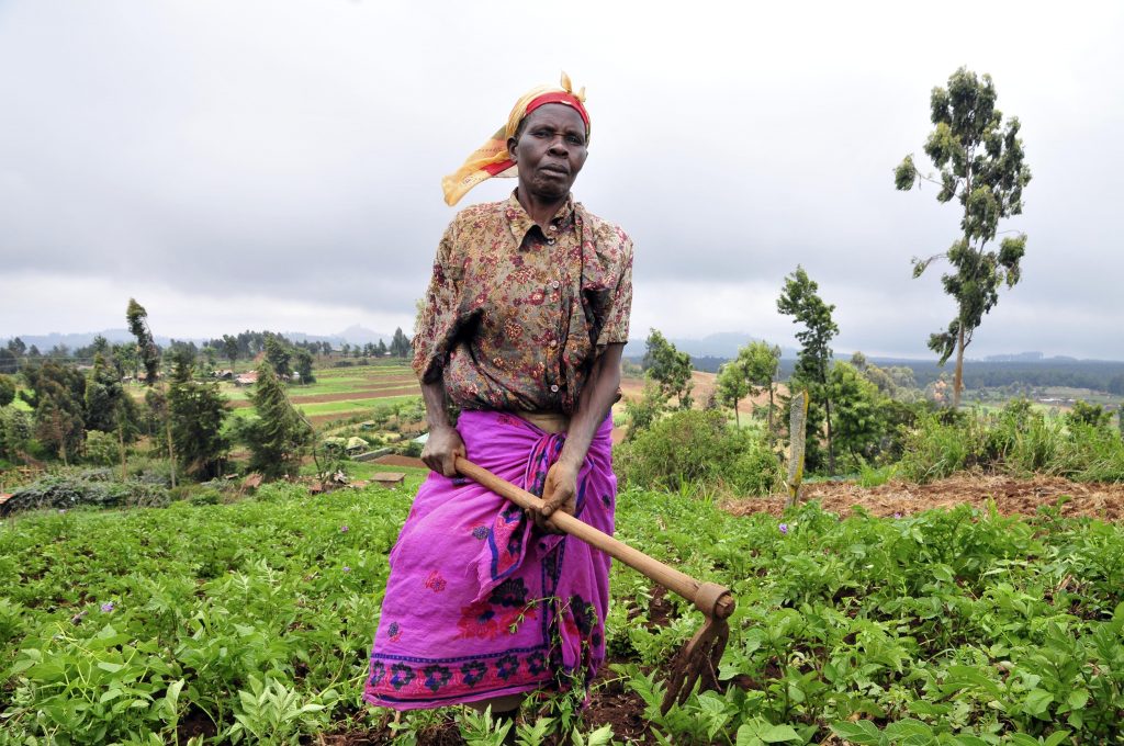 A Kenyan rural farmer from Mt Kenya region. Photo by: Neil Palmer (CIAT)